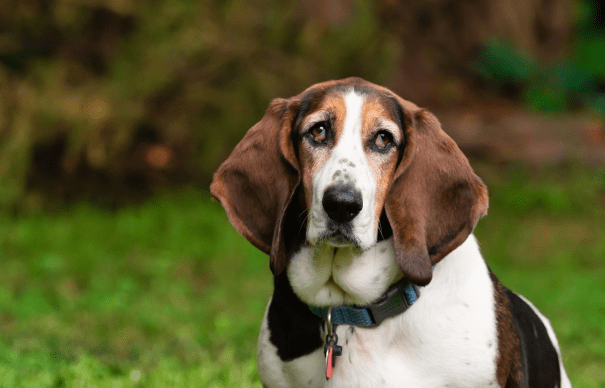 Basset Hound