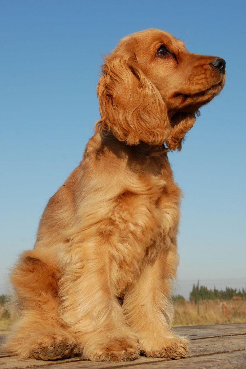 Cocker Spaniel 