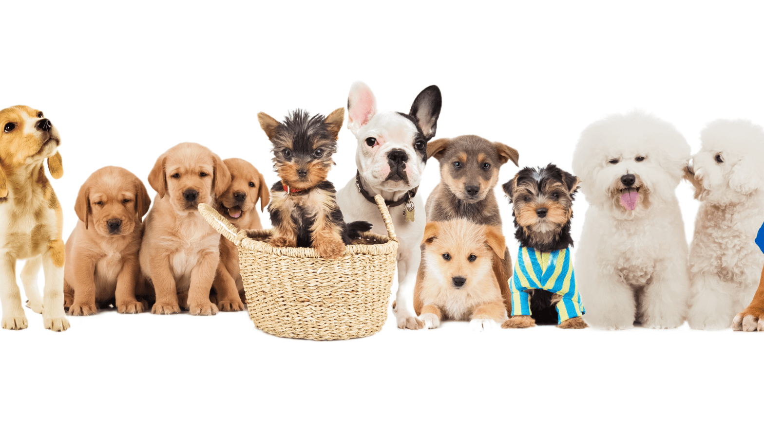 Best Small Dog Breeds in India